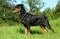 Purebred rottweiler on green grass