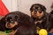 Purebred Rottweiler puppy, posing, one months old.