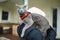 Purebred Russian blue cat walking in a back yard on snowy winter day. Juvenile domestic cat having fun outdoors