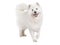Purebred Samoyed dog, isolated on white