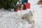 A purebred Samoyed dog lies on the floor with artificial snow