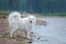 Purebred samoyed dog standing around water on the seashore.