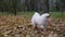 The purebred Samoyed Spitz barks and runs in a circle on fallen yellow leaves. Dog for a walk in the autumn park. Slow