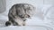 a purebred Scottish fold cat licks its belly. The sly house cat washes and looks with a thoughtful, sly look. The cat is