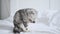 a purebred Scottish fold cat licks its belly. The sly house cat washes and looks with a thoughtful, sly look. The cat is