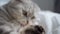 a purebred Scottish fold cat licks its paw. The sly house cat washes and looks with a thoughtful sly look. The cat is