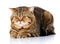 Purebred Scottish Straight Male Cat Lying on Isolated white Background