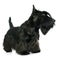 Purebred scottish terrier