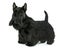 Purebred scottish terrier