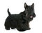 Purebred scottish terrier