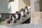 purebred sheltand sheepdogs, sheltie sitting outside on the private house stairs