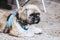 Purebred shih tzu dog lying outside and on a leash