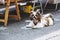 Purebred shih-tzu dog with pigtails lying on the ground and sticking out its tongue