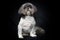 Purebred shih tzu portrait on black background