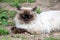 purebred Siamese fluffy cat lies on the street