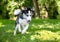 A purebred Siberian Husky dog chasing a ball