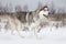 Purebred Siberian Husky dog outdoors