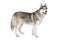 Purebred Siberian Husky dog over white