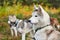 Purebred Siberian Husky portrait, Siberian Husky side view, Husky dogs in harness, sled dogs