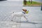 Purebred smooth-haired puppy Jack Russell Terrier plays on the street. Joyful little dog companion runs and jumps for a