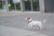 Purebred smooth-haired puppy Jack Russell Terrier plays on the street. Joyful little dog companion runs and jumps for a