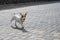 Purebred smooth-haired puppy Jack Russell Terrier plays on the street. Joyful little dog companion runs and jumps for a