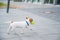 Purebred smooth-haired puppy Jack Russell Terrier plays on the street. Joyful little dog companion runs and jumps for a