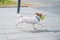 Purebred smooth-haired puppy Jack Russell Terrier plays on the street. Joyful little dog companion runs and jumps for a