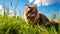 Purebred somali cat in the grass outside. Generative Ai