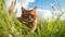 Purebred somali cat in the grass outside. Generative Ai