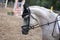 Purebred sport horse wearing winners trophy after competition