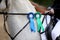 Purebred sport horse wearing winners trophy after competition