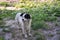 Purebred spotted dog stands on the grass in the park. Pets in nature