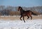 A purebred stallion gallops on snow