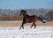 A purebred stallion gallops on snow