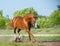 Purebred stallion playing