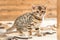 Purebred striped Bengal breed kitten