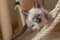 Purebred Thai or Siamese kitten plays hunts on beige soft kitty hammock background. 6 weeks old Wichien Maat cat with blue almond-