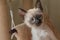 Purebred Thai or Wichien Maat kitten plays hunts on beige soft kitty hammock background. 6 weeks old Siamese cat with blue almond-