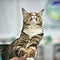 Purebred, thoroughbred cat at the international exhibition in Irkutsk on March 15, 2020.