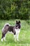 Purebred thoroughbred pet dog American Akita stands in the park outdoors