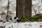 Purebred tricolor Jack Russell Terrier nose is following a track in the snowy winter