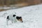 Purebred tricolor Jack Russell Terrier nose is following a track in the snowy winter