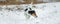 Purebred tricolor Jack Russell Terrier nose is following a track in the snowy winter