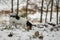 Purebred tricolor Jack Russell Terrier nose is following a track in the snowy winter