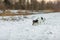 Purebred tricolor Jack Russell Terrier nose is following a track in the snowy winter