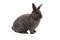 Purebred Vienna glaucous-blue rabbit on white background