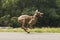 Purebred Weimaraner dog in funny pose. Running Weimar pet with flaying ears and tongue on asphalt road.