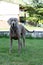 Purebred Weimaraner dog outdoors in the garden