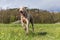 Purebred Weimaraner dog outdoors in the nature on grass meadow on a spring day. Hound. The dog runs away on a spring meadow